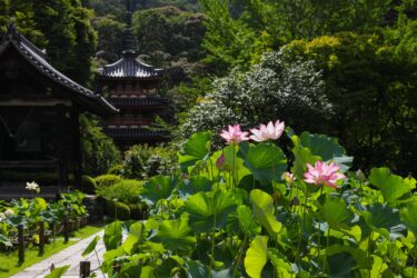 宇治旅遊景點介紹 三室戶寺